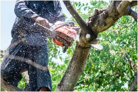 tree services Dunlap